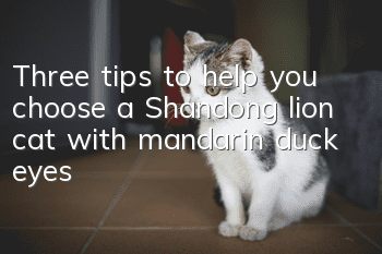 Three tips to help you choose a Shandong lion cat with mandarin duck eyes