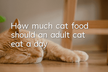 How much cat food should an adult cat eat a day?