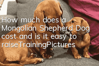 How much does a Mongolian Shepherd Dog cost and is it easy to raise_Training|Pictures