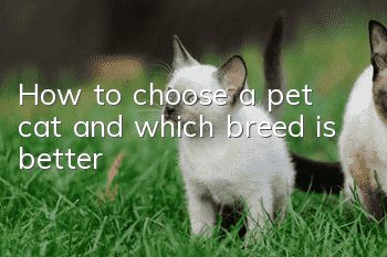 How to choose a pet cat and which breed is better?