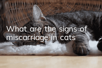 What are the signs of miscarriage in cats?