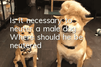 Is it necessary to neuter a male dog? Where should he be neutered?
