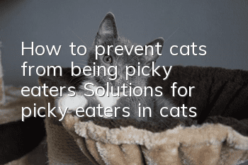 How to prevent cats from being picky eaters Solutions for picky eaters in cats
