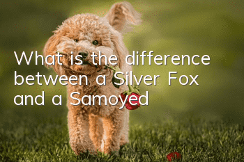 What is the difference between a Silver Fox and a Samoyed?