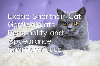 Exotic Shorthair Cat | Garfield Cat’s Personality and Appearance Characteristics