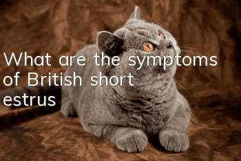 What are the symptoms of British short estrus?