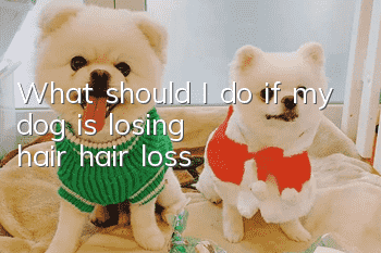 What should I do if my dog ​​is losing hair (hair loss)?