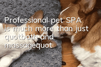 Professional pet SPA is much more than just "bath and massage"