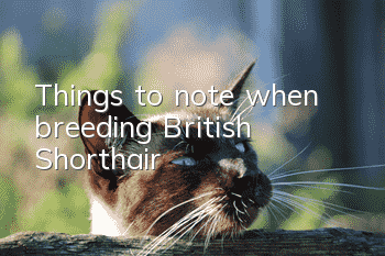 Things to note when breeding British Shorthair