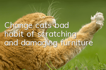 Change cats’ bad habit of scratching and damaging furniture