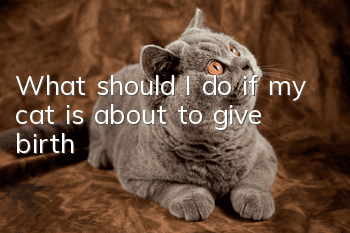 What should I do if my cat is about to give birth?