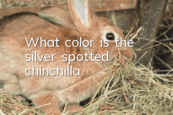What color is the silver spotted chinchilla?
