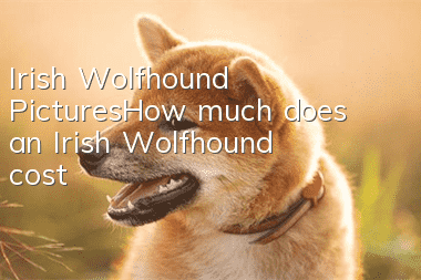 Irish Wolfhound Pictures_How much does an Irish Wolfhound cost?