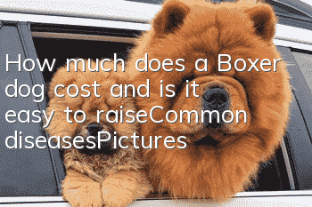 How much does a Boxer dog cost and is it easy to raise_Common diseases|Pictures