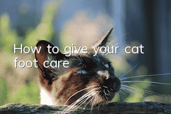 How to give your cat foot care
