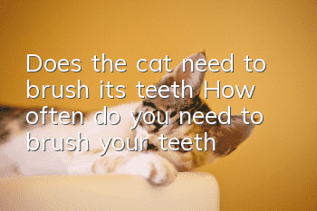 Does the cat need to brush its teeth? How often do you need to brush your teeth?