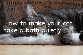 How to make your cat take a bath quietly
