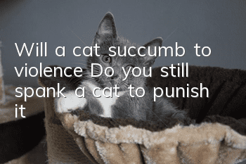Will a cat succumb to violence? Do you still spank a cat to punish it?