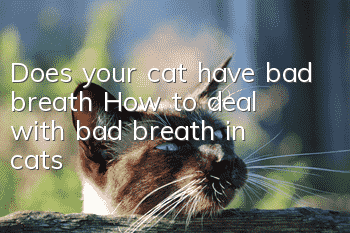 Does your cat have bad breath? How to deal with bad breath in cats
