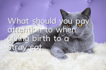 What should you pay attention to when giving birth to a stray cat?