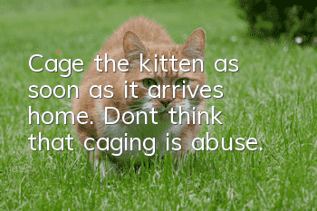 Cage the kitten as soon as it arrives home. Don’t think that caging is abuse.