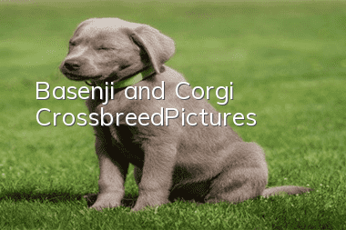 Basenji and Corgi Crossbreed_Pictures