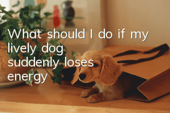 What should I do if my lively dog suddenly loses energy?