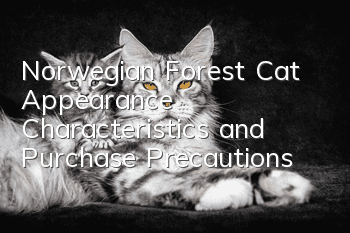 Norwegian Forest Cat Appearance Characteristics and Purchase Precautions