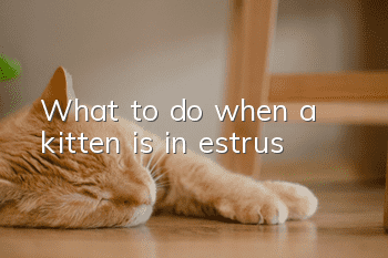 What to do when a kitten is in estrus