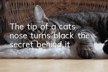 The tip of a cat’s nose turns black: the secret behind it