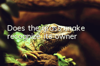 Does the grass snake recognize its owner?