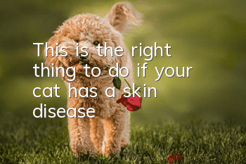 This is the right thing to do if your cat has a skin disease!