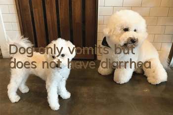 Dog only vomits but does not have diarrhea