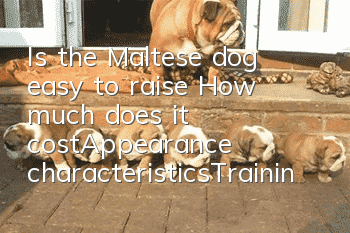 Is the Maltese dog easy to raise? How much does it cost_Appearance characteristics|Training|Price|Pictures