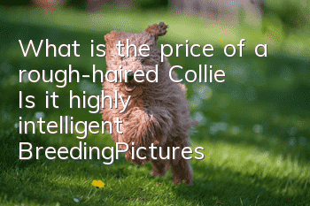 What is the price of a rough-haired Collie? Is it highly intelligent? Breeding|Pictures