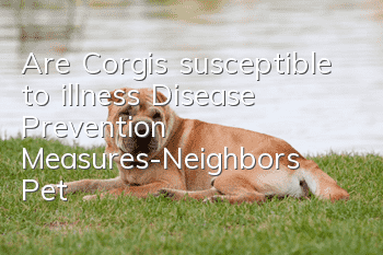 Are Corgis susceptible to illness? Disease Prevention Measures-Neighbor’s Pet