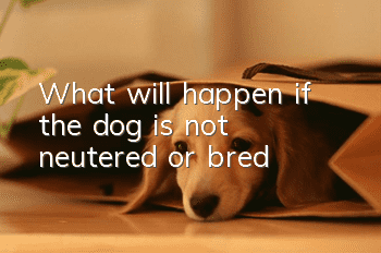 What will happen if the dog is not neutered or bred?