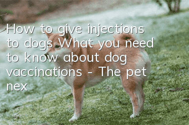 How to give injections to dogs? What you need to know about dog vaccinations - The pet next door
