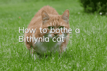 How to bathe a Bithynia cat