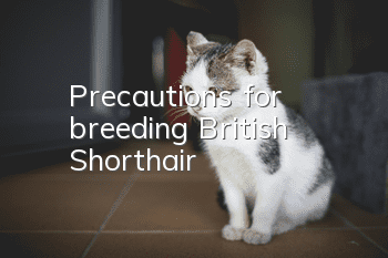 Precautions for breeding British Shorthair