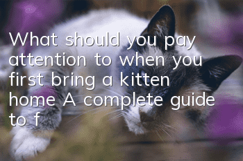 What should you pay attention to when you first bring a kitten home? A complete guide to feeding and caring for kittens