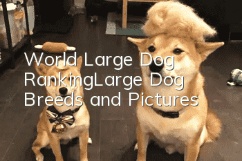 World Large Dog Ranking_Large Dog Breeds and Pictures