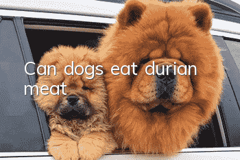 Can dogs eat durian meat?