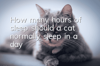How many hours of sleep should a cat normally sleep in a day?