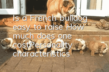 Is a French bulldog easy to raise? How much does one cost_Personality characteristics