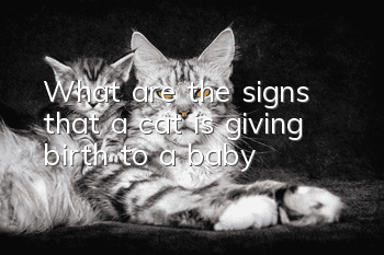 What are the signs that a cat is giving birth to a baby?