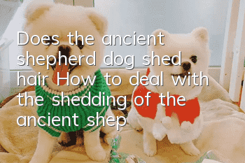 Does the ancient shepherd dog shed hair? How to deal with the shedding of the ancient shepherd dog? - The neighbor's pet