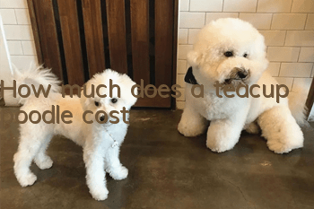 How much does a teacup poodle cost?