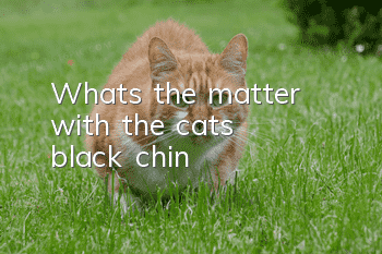 What's the matter with the cat's black chin?