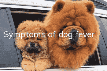 Symptoms of dog fever